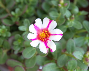 Common purslane (Portulaca oleracea), spanish verdolaga, ornamental and edible plant, Portulaca, the purslanes, on green background