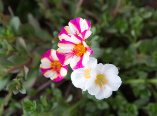 Common purslane (Portulaca oleracea), spanish verdolaga, ornamental and edible plant, Portulaca, the purslanes, on green background
