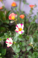 Common purslane (Portulaca oleracea), spanish verdolaga, ornamental and edible plant, Portulaca, the purslanes, on green background