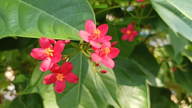Jatropha integerrima