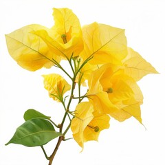 Obraz premium Yellow Bougainvillea Isolated on White Background. Beautiful Bougainvillea Flower