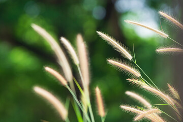 Grass flower in the garden, soft focus and blurred background.