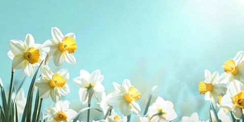 Fototapeta premium daffodil flowers. Spring theme with copyspace