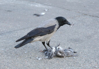 A crow finishes off a pigeon on the asphalt