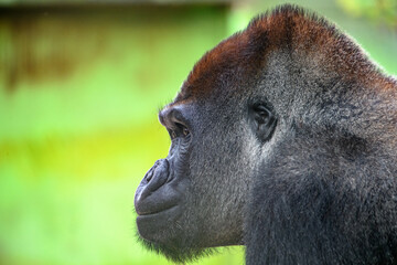 Male Adult Western Lowland Silverback Gorilla Closeup Profile (Gorilla gorilla gorilla)