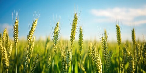 Obraz premium green wheat field under a blue sky