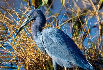 Little blue heron