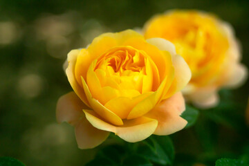 Beautiful yellow rose in the garden