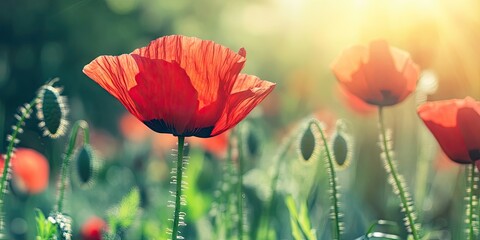 Naklejka premium A close-up of a lovely red poppy flower in a field. Spring backdrop. Area for text.
