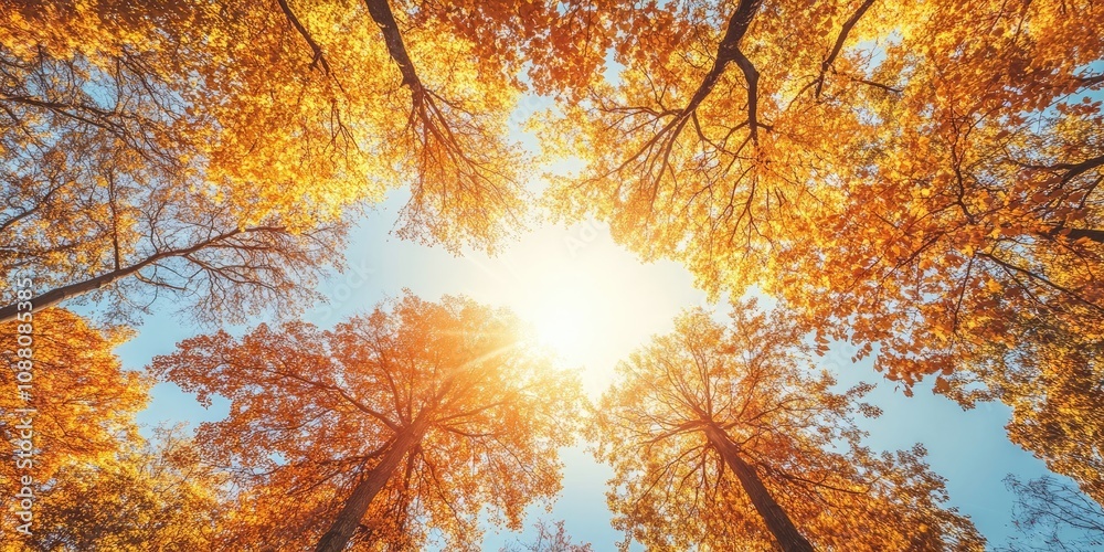 Poster Autumn foliage at the treetops in a fall forest. Sunlight and sky seen through the branches of autumn trees. Autumn backdrop. Copy space. Soft focus.