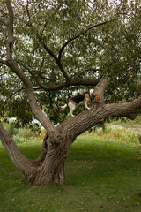 Dog on a walk. Dog on a tree. Walk in nature. 
four-legged friend