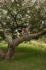 Dog on a walk. Dog on a tree. Walk in nature. 
four-legged friend