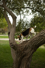 Dog on a walk. Dog on a tree. Walk in nature. 
four-legged friend