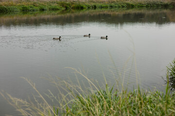 nature, landscape. Autumn. walk in nature. Dog on a walk. The puppy is walking. best friend pet