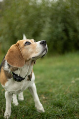 nature, landscape. Autumn. walk in nature. Dog on a walk. The puppy is walking. best friend pet