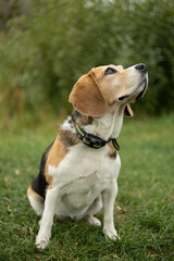 nature, landscape. Autumn. walk in nature. Dog on a walk. The puppy is walking. best friend pet