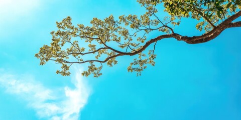 Fototapeta premium A tree branch against a tropical blue sky with copyspace.