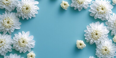 White chrysanthemum flowers are bordered on a blue background.