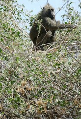 Baboon sitting on branches, eating leaves in natural habitat