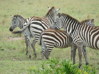 Group of zebras standing together in the african savanna