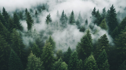Fototapeta premium Landscape Photography of mountains and forests during different weather