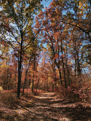 Obraz premium Autumn Forest