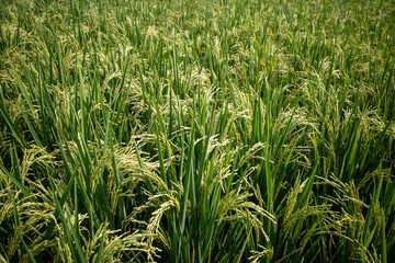 Obraz premium Close up of green paddy rice plant (Oryza sativa) on rice field