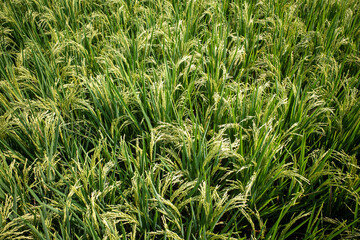 Close up of green paddy rice plant (Oryza sativa) on rice field