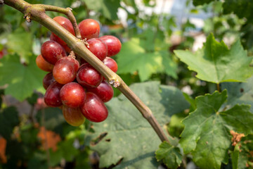 Close up of red grapes, Vitis vinifera, hanging on its tree branch