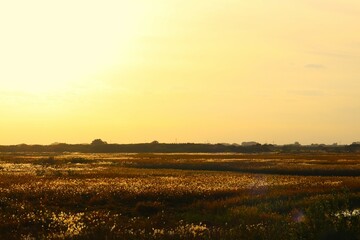 厳かな静かな夕方　秋の河川敷　渡良瀬