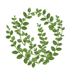 Obraz premium Flat bundle of thyme, with small oval leaves, arranged in a decorative circle