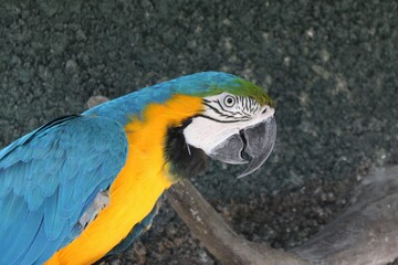 guacamayo azul y amarillo (Ara ararauna)​