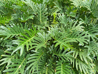 Philodendron xanadu in the garden