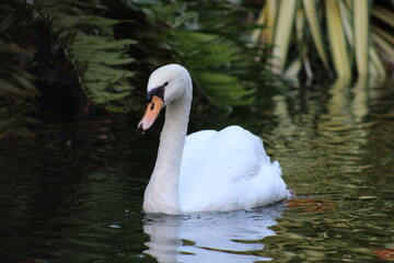 Cisne