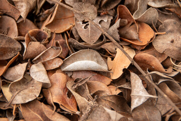 leaf texture