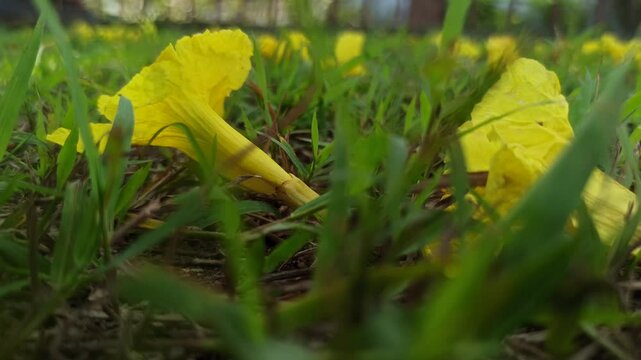tabebuia on grass