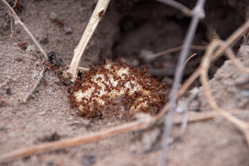 ants on the ground