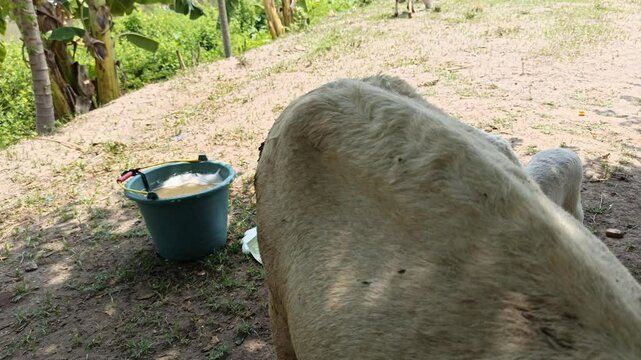 cute the sheep