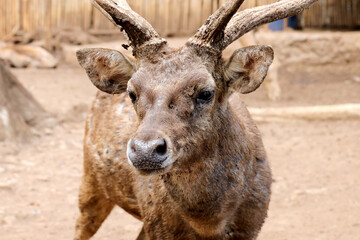 Portrait of Javan Deer at Zoo Against Nature Background
