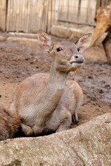 Group of Deers Enjoying Sitting on Ground Against Wood Cage Background