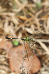 Orthetrum Sabina or rhinoceros dragonfly, the slender skimmer or green marsh hawk, is a species of dragonfly in the family Libellulidae
