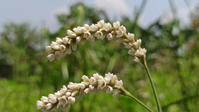 Persicaria lapathifolia