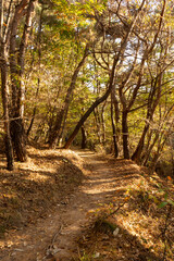 Obraz premium autumn walk