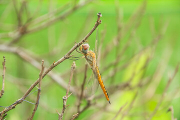 Pantala flavescens dragonfly or ciwet dragonfly, a species of yellow butterfly belonging to the Libellulidae family