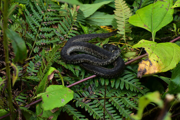 A small black snake resting on a green bush .