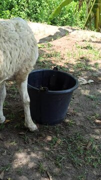 cute the sheep