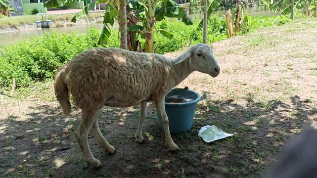 cute the sheep