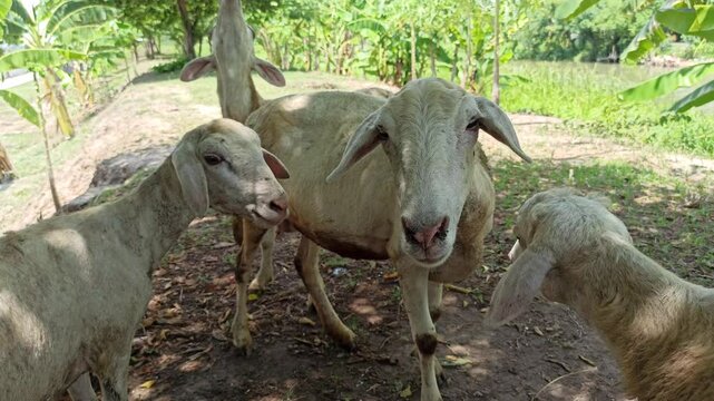 cute the sheep