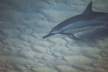 Spinner dolphins in deep blue