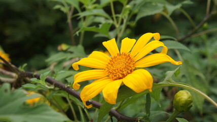 Vibrant Yellow Mexican Sunflower in Lush Green Foliage